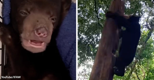 Close-up of a rescued sun bear cub inside a crate, mouth slightly open. A black bear climbs a tree in a forest, gripping the trunk with its limbs.