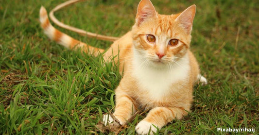 Kitten Survives a Night of Terror and Finds the Home She Deserves