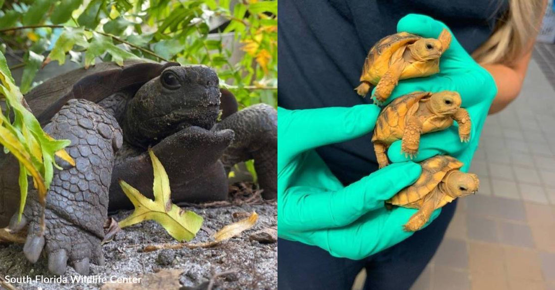 You Can Help Injured Gopher Tortoises Get the Care They Need to Be Released Back into the Wild