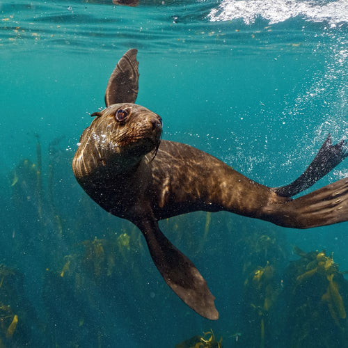 Sea lion gliding underwater above kelp, surrounded by bubbles and sunlight filtering through the surface.