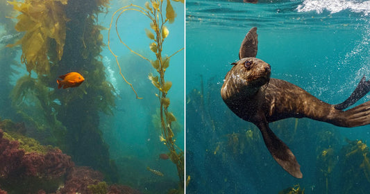 Split image showing kelp forest with fish and a sea lion swimming near the surface.