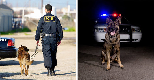 Police dog sits facing the camera in front of a patrol car with flashing red and blue lights.