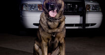 Brindle police dog stands on a wooden platform with its tongue out in front of an American flag backdrop.
