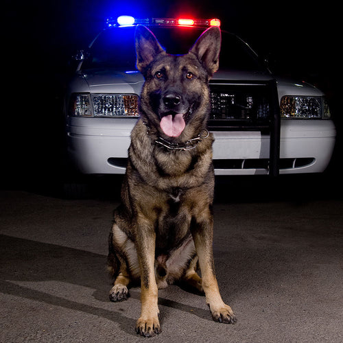 Brindle police dog stands on a wooden platform with its tongue out in front of an American flag backdrop.