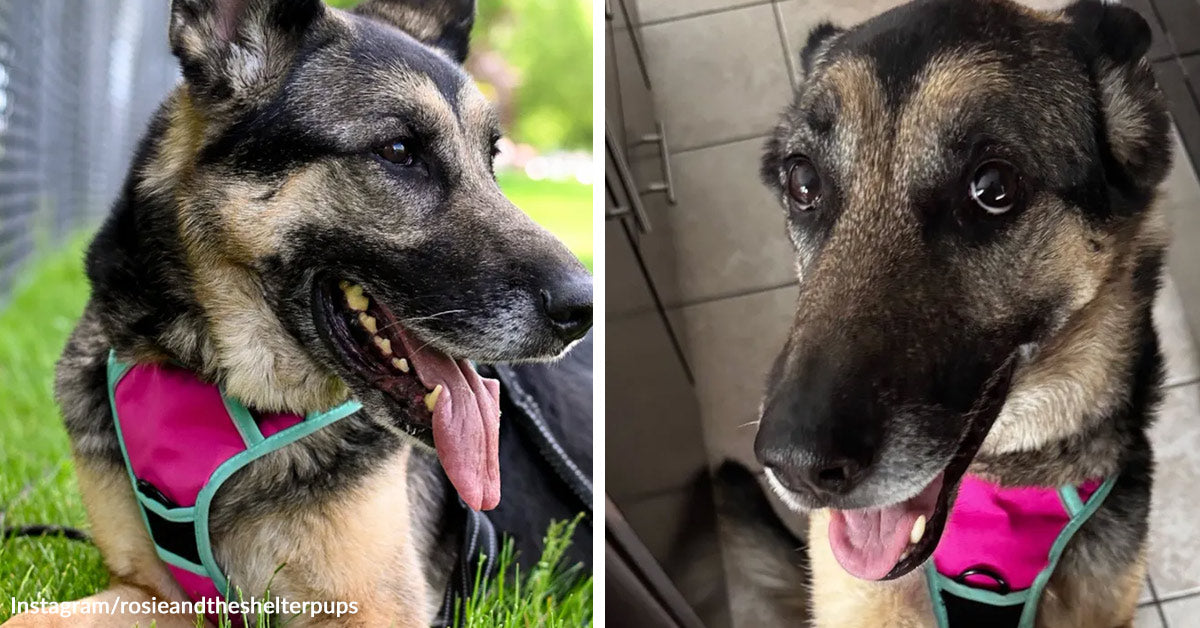 A dog named Remi came home, then lost it — and 29 million people helped her back
