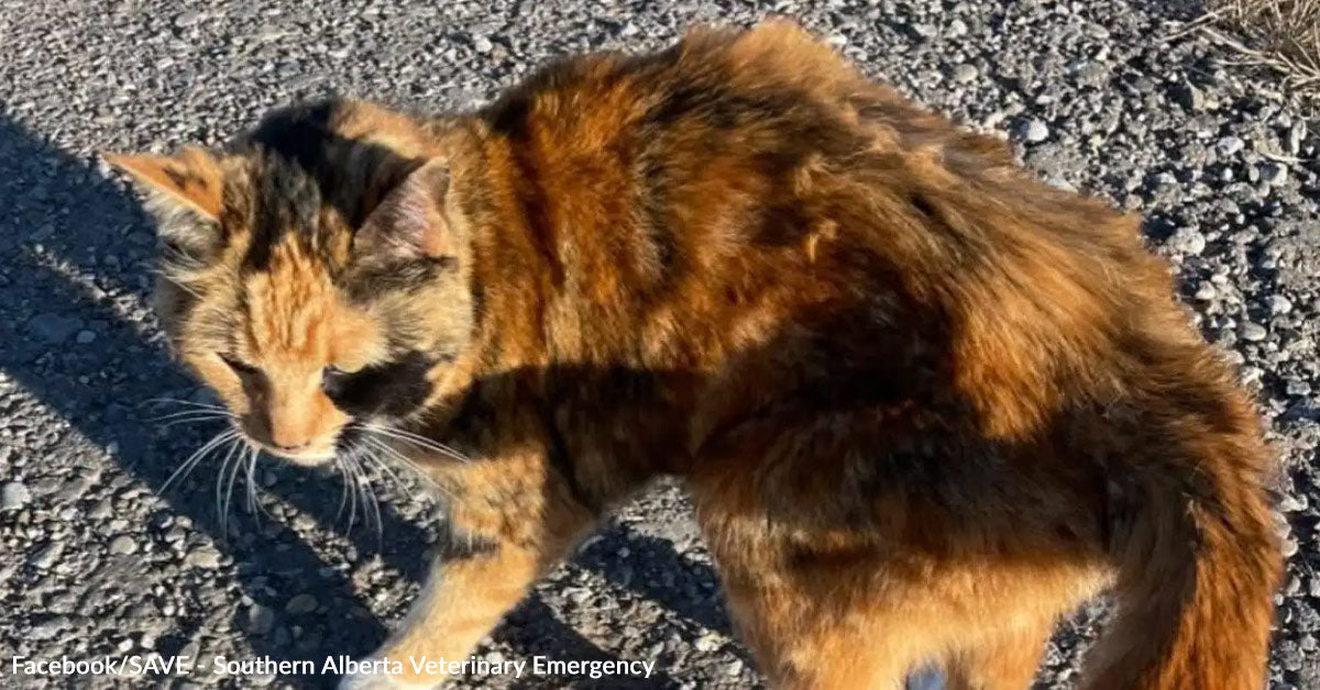Lacking Cat Returns After Eight Years And Melts Into Her Mother’s Arms