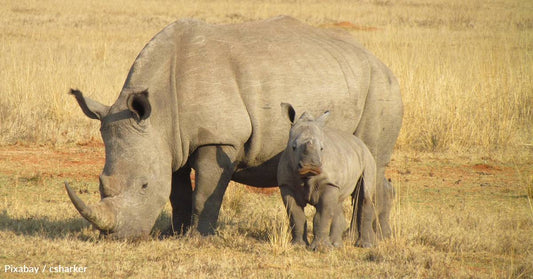 They Have Bird Sidekicks, And Other Fascinating Facts About the Rhino