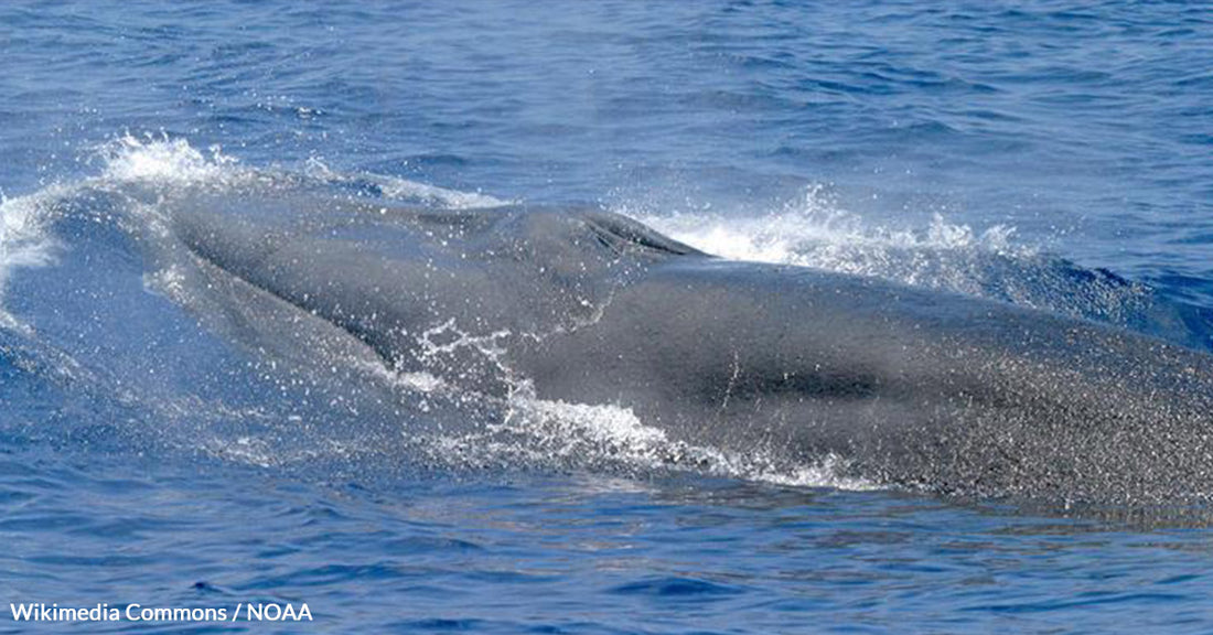 Dire Threats in the Gulf of Mexico as Rice's Whale Faces Extinction