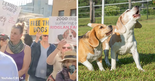 Protesters holding signs about freeing dogs and Ridglan Farms appear beside two beagles standing alert on grass in a split image.