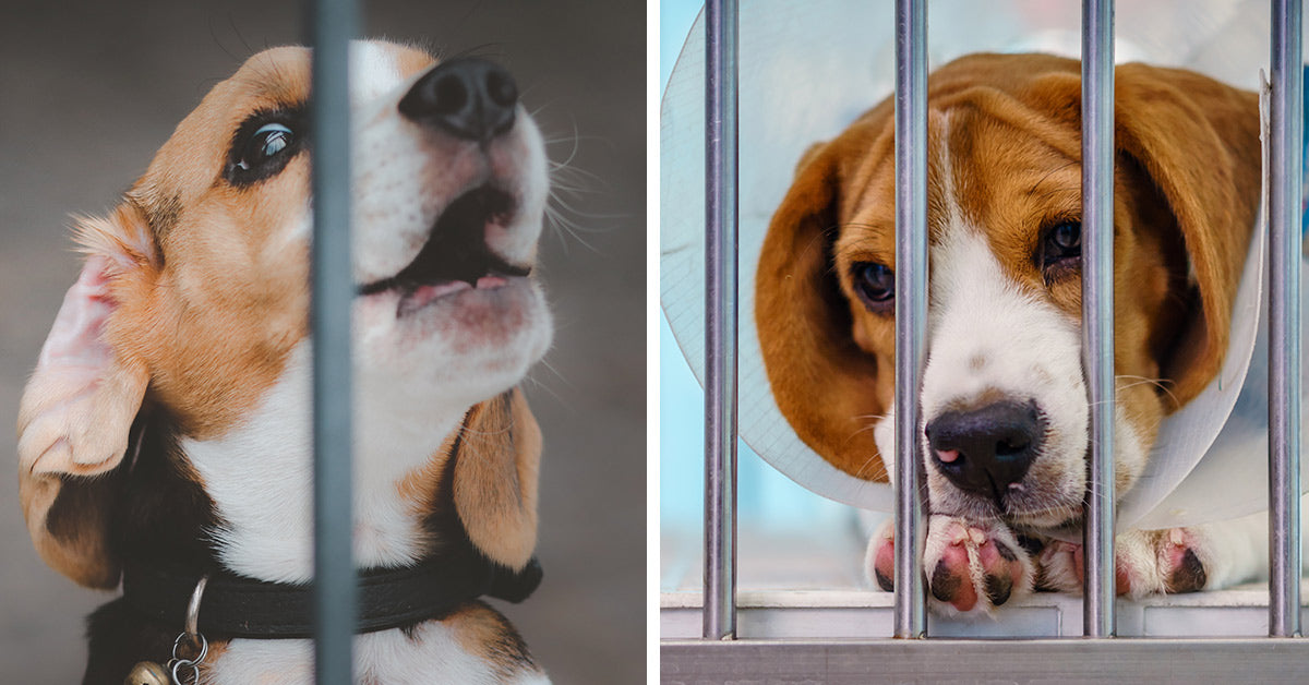 Hundreds Of Beagles Will Finally Leave A Wisconsin Research Farm Behind ...