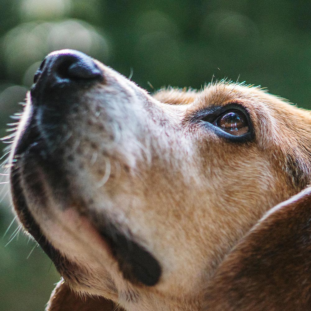 Stop Ridglan From Sending 2,500 Beagles Into More Suffering | The ...