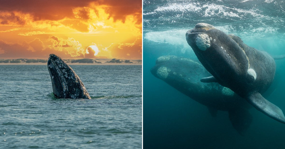 On the left, a gray whale spy-hops from the ocean at sunset; on the right, two large dark whales swim together in blue underwater depths.