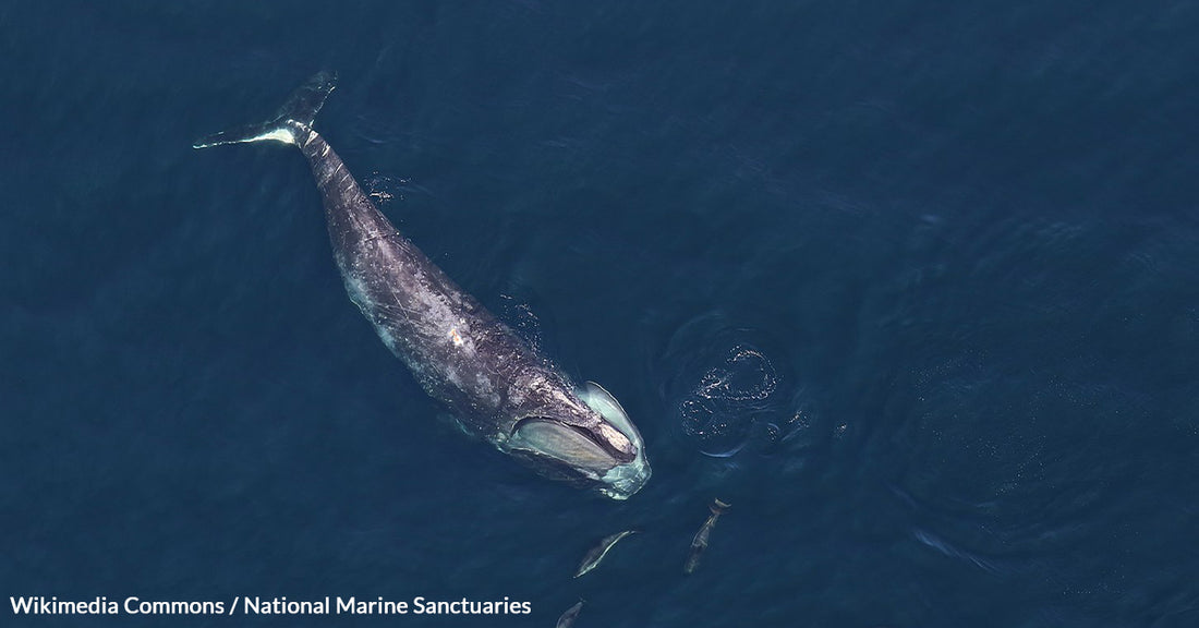 Innovative Technologies Promoted By U.S. President Could Be the Last Hope for North Atlantic Right Whales