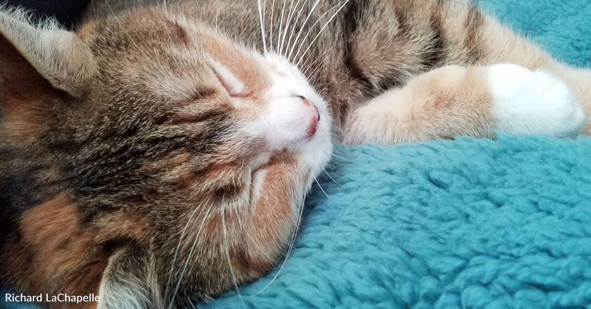 Man Credits 'Savior' Cat for Helping Him Through Two Deaths and Chronic ...