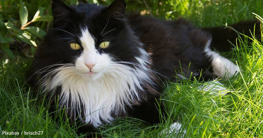 Soul Mate': Man Remembers the Bond He Shared with Special Cat for 18.5 Years