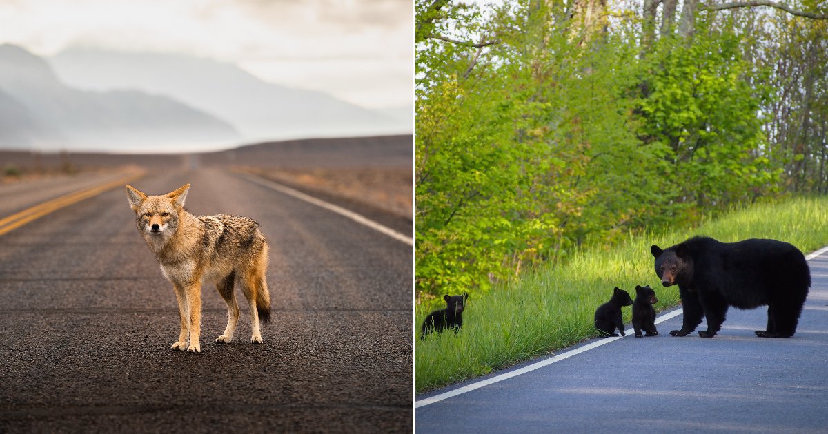 400 Threatened Species Face Extinction as Feds Move to Gut America's Roadless Forest Rule