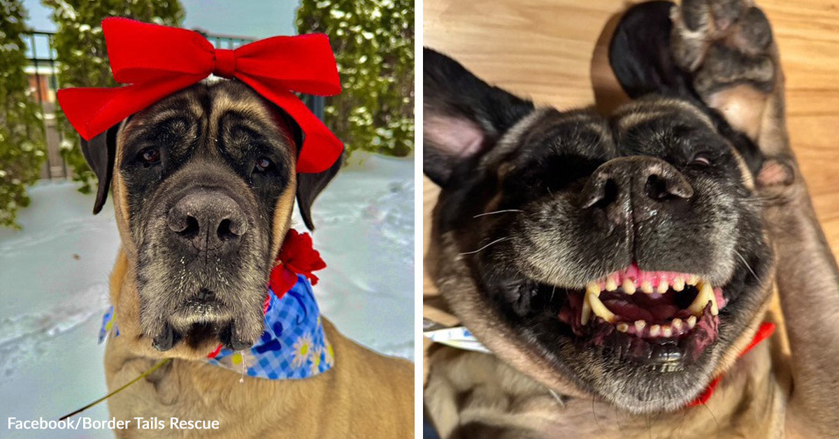Bertha Was a Senior Mastiff No One Was Coming For. Then Two Guys Drove 2,000 Miles.