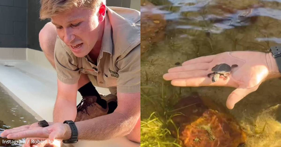 Robert Irwin Gets Emotional While Sharing Encouraging Update on Turtle Named for His Dad