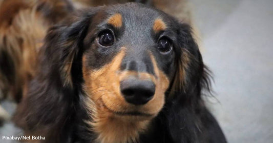 Dog That Had Been Confined to Crate for Most of His Life Finds Loving New Home