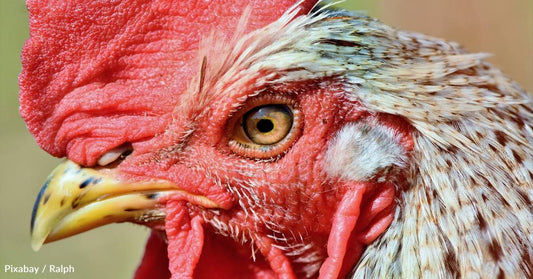 Roosters Show Signs of Recognizing Their Own Reflections, Which Means They May Be Self-Aware