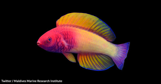 A Pretty Name For An Equally Pretty Fish - The Rose-Veiled Fairy Wrasse