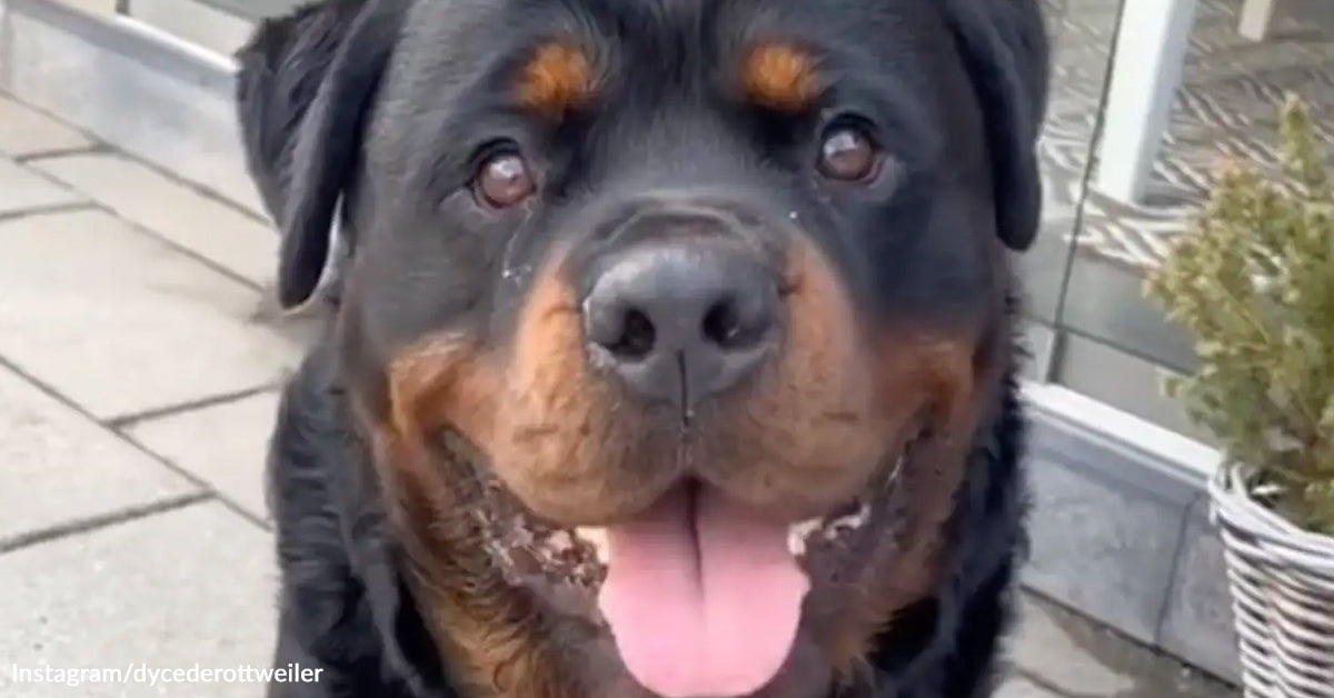 Anxious Rottweiler Immediately Calms Down When He Finds His Emotional Assist Toy Anxious Rottweiler Immediately Calms Down When He Finds His Emotional Assist Toy