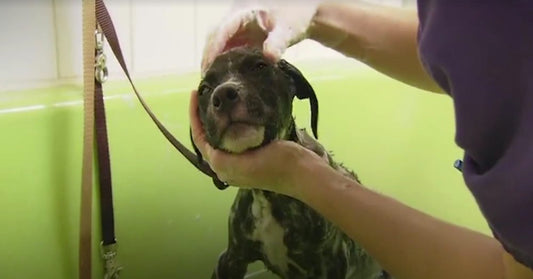 Dogs Rescued From Horrible Situations Get Baths For The First Time Ever!