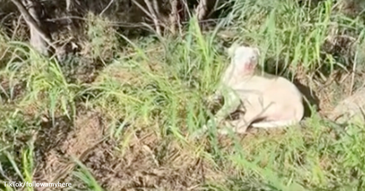 Runner Doubles Again For Stray Canine Who Joined Her Morning Jog Runner Doubles Again For Stray Canine Who Joined Her Morning Jog