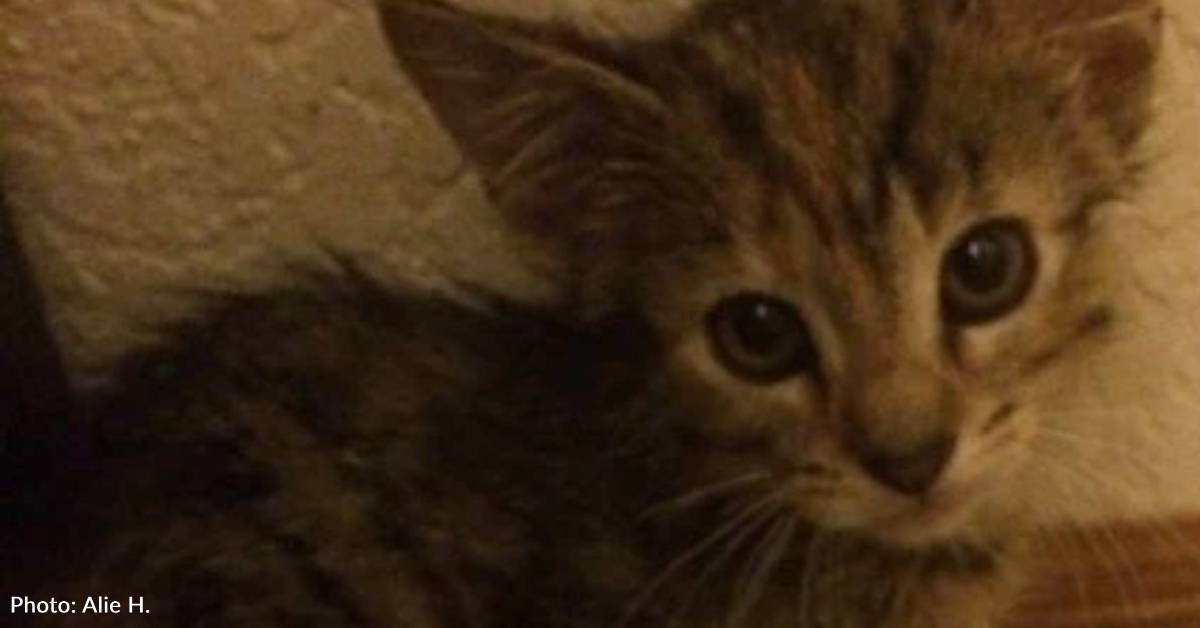 Spicy Runt of Feral Litter is a Handful | The Animal Rescue Site
