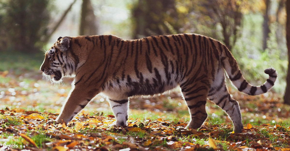 Trophy Hunting Threatens Russia's Rare Siberian Tigers and Other Speci ...