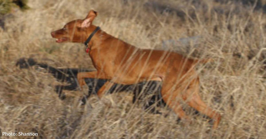 Purebred Vizsla Found Running on the Side of a 'Lonesome' Country Road