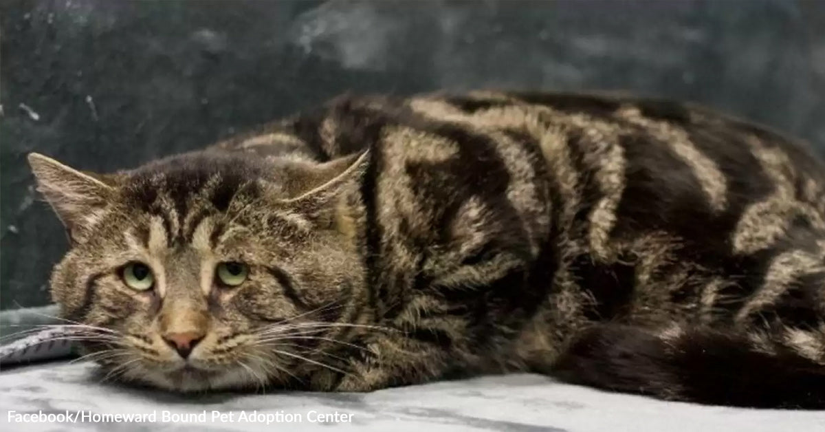 Unhappy Shelter Cat Transforms Into The Friendliest Feline, Unrecognizable From His Former Self Unhappy Shelter Cat Transforms Into The Friendliest Feline, Unrecognizable From His Former Self