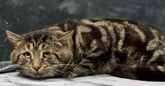 A brown tabby cat rests on a surface, looking curiously towards the camera.