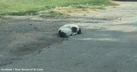 A small dog curled up on a gravel road, surrounded by grass.