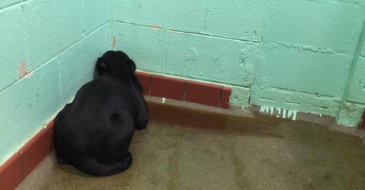 Shelter Dog Frozen In Fear Won't Turn Around