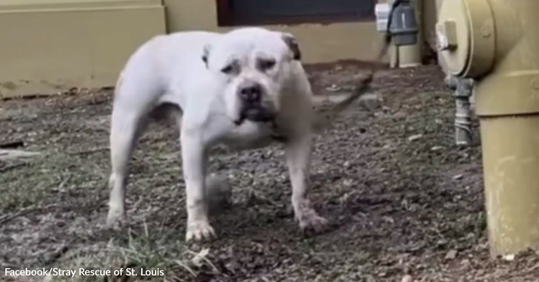 A white dog stands alone outdoors on dirt near a building, appearing tense and wary.