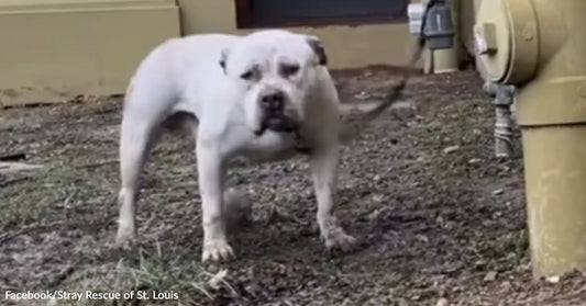 A white dog stands alone outdoors on dirt near a building, appearing tense and wary.