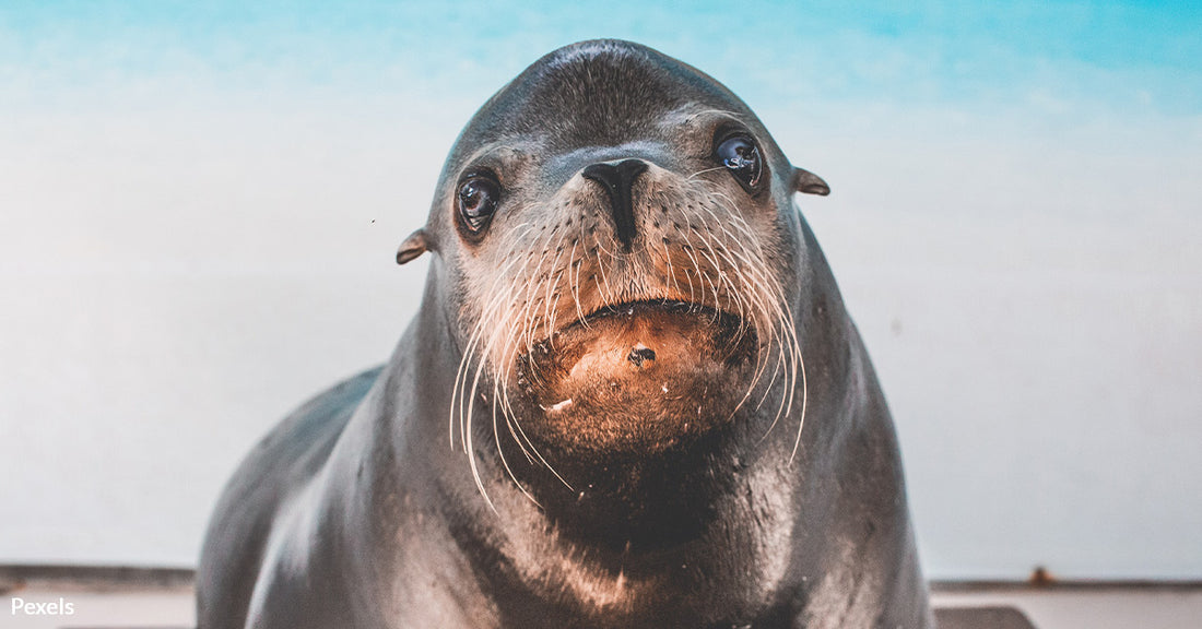 Sea Lion Sally Breaks Out Of Her Enclosure And Goes On An Urban Adventure