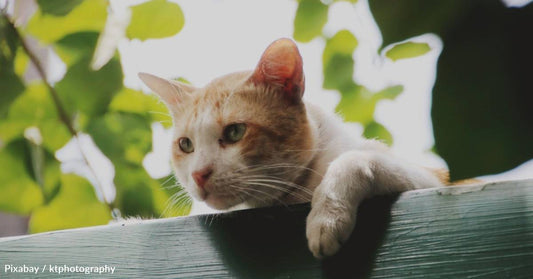 Stray Cat Walks Straight Into House, Jumps on Couch, and Never Leaves