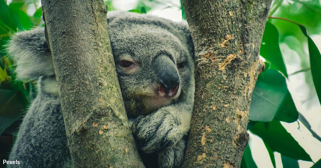 San Diego Zoo's Critical Mission to Save Koalas from Deadly Retrovirus in Race Against Extinction