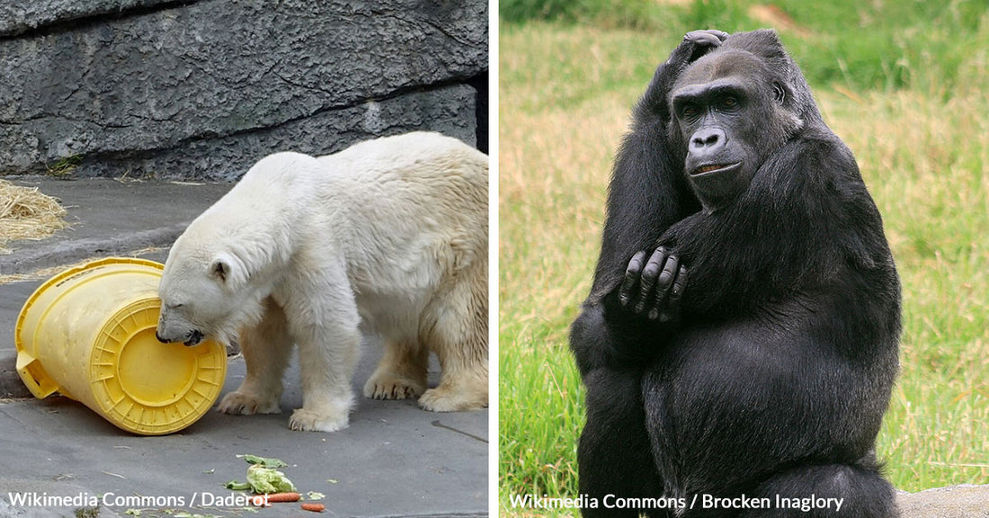 San Francisco Zoo Decline Puts Animals and Visitors at Risk