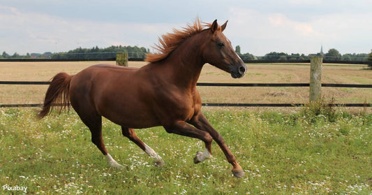 Starving, Abandoned Horse Becomes Less Fearful Due to Committed Forever Family