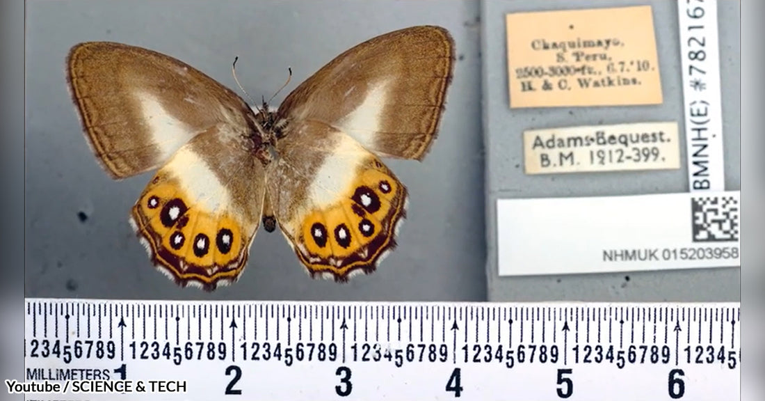 Researchers Paid Homage To 'The Lord Of The Rings’ Villain In The Name Of A Group Of Butterflies