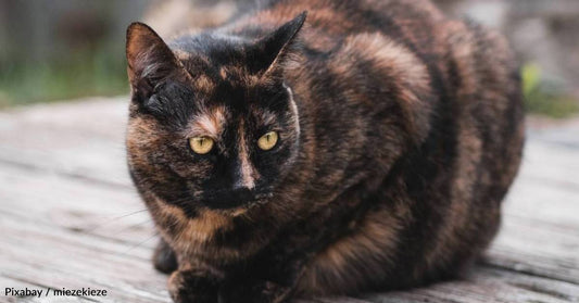 Feral Cat Becomes So Lovable, She Drools When She Gets Pets