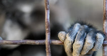 A primate's dark, leathery hand grips rusty metal cage bars, with the animal's blurred body visible behind.