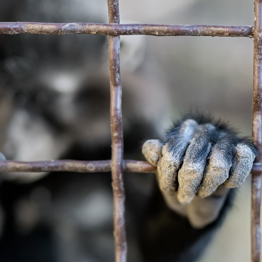 A primate's dark, leathery hand grips rusty metal cage bars, with the animal's blurred body visible behind.