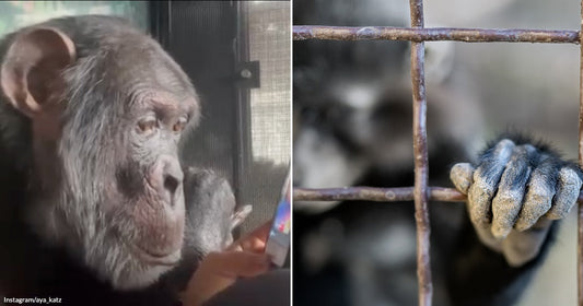 On the left, a chimpanzee intently watches a video call on a smartphone held up to it; on the right, a chimpanzee's hand grips rusty metal cage bars.