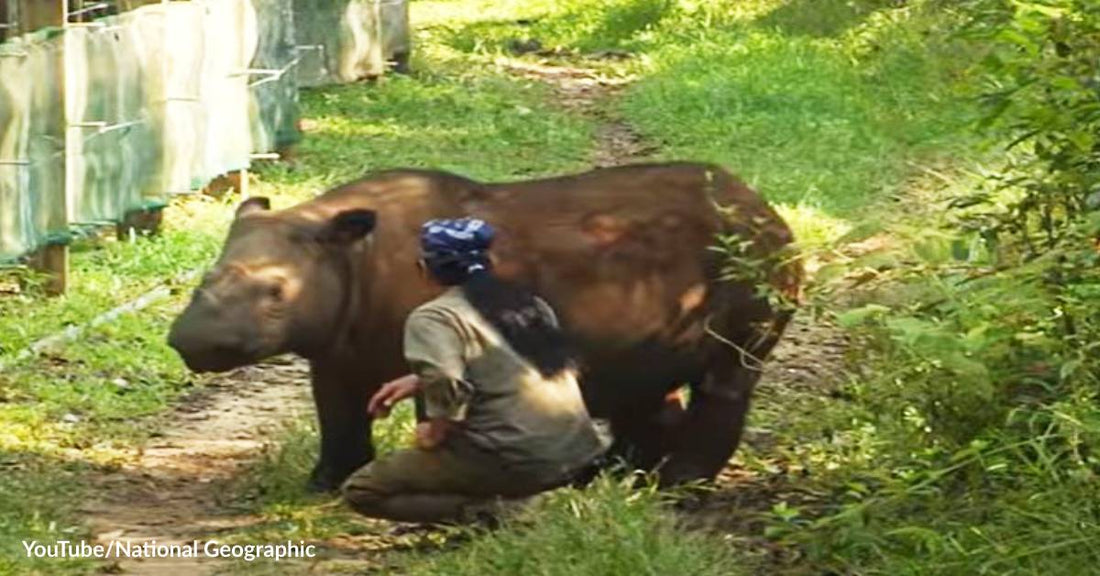 Skin Cells from a Dead Sumatran Rhino Are Key to the Survival of the Species