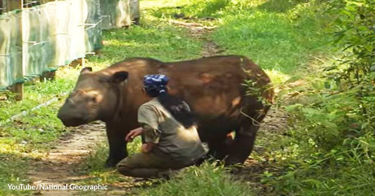 Skin Cells from a Dead Sumatran Rhino Are Key to the Survival of the Species