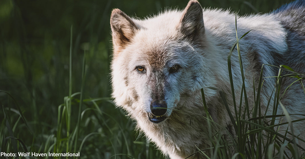 Critically Endangered Wolves Want Our Help to Survive Critically Endangered Wolves Want Our Help to Survive